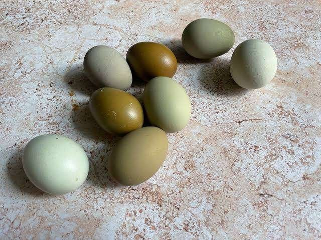 laatste kleurleggers actie 3 voor 50 euro & 7 voor 100 euro, Vrouwelijk, Kip