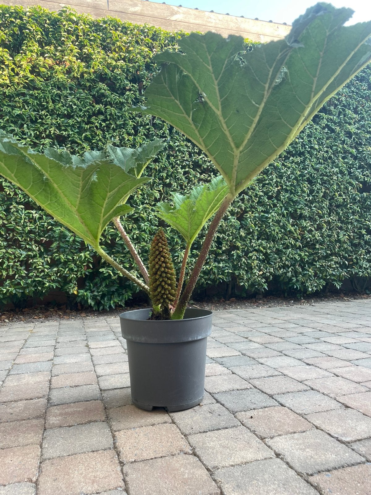 Mammoetblad gunnera, Tuin en Terras, Ophalen