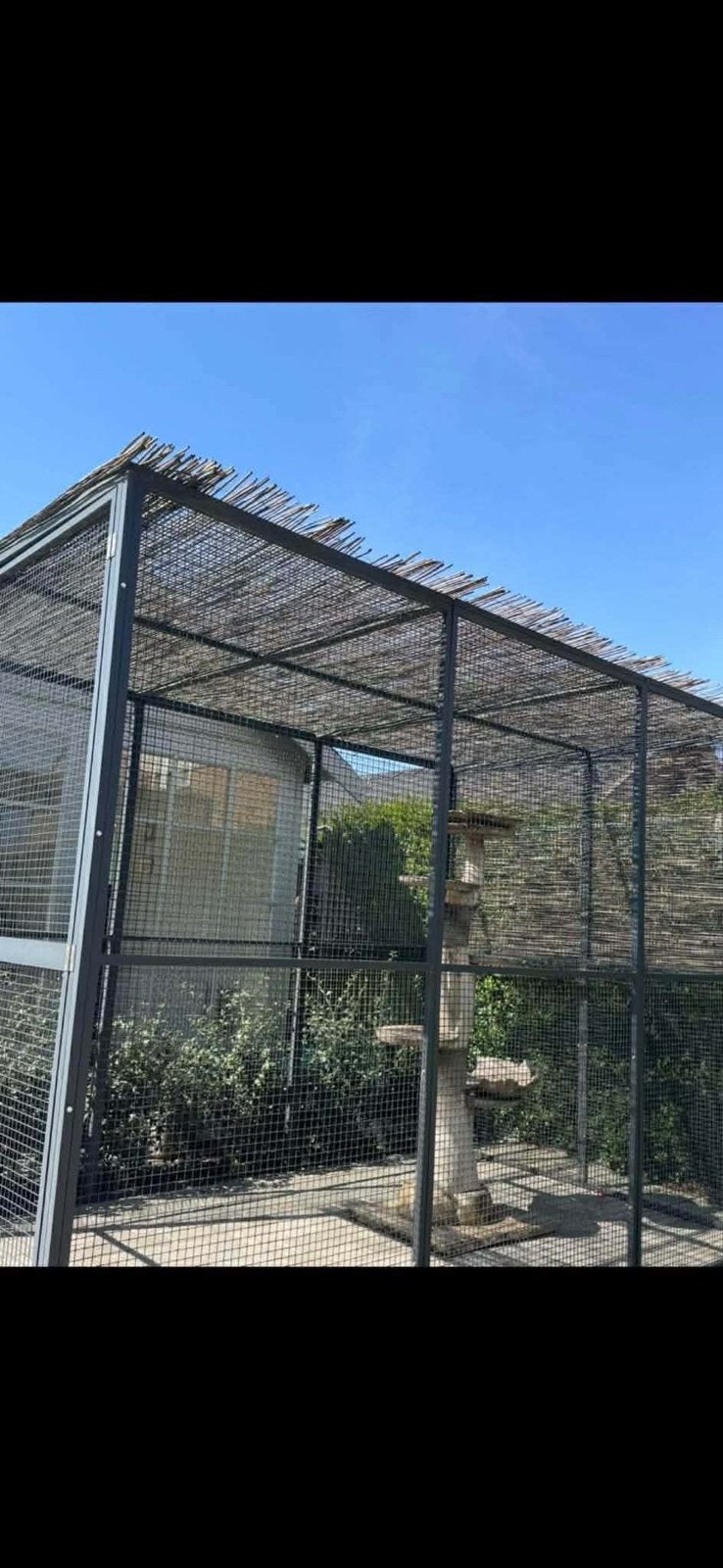 Kattenren te koop, Enlèvement, Comme neuf