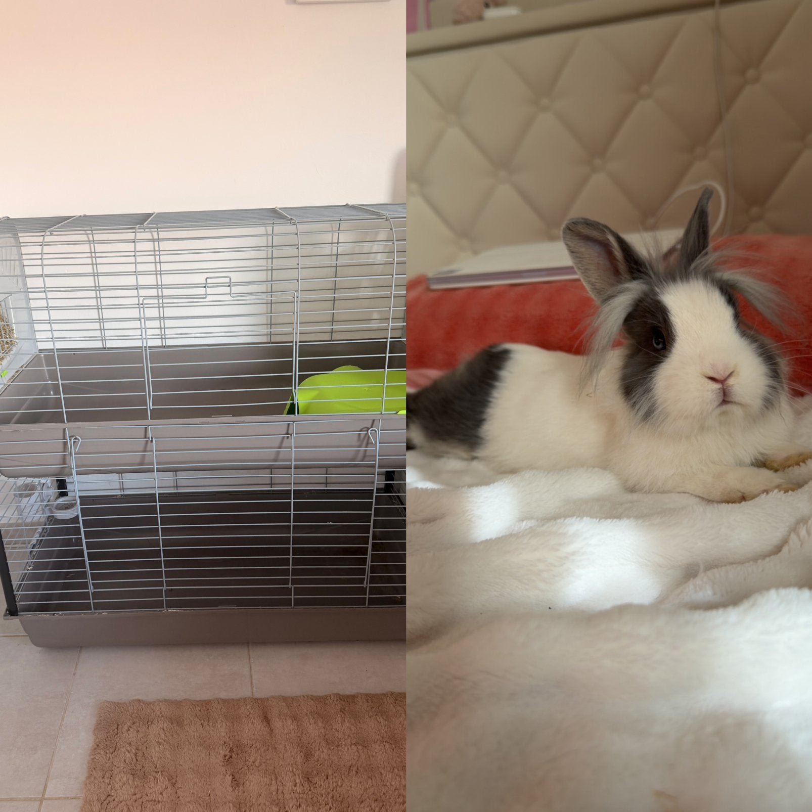 lapin et cage, Enlèvement, Comme neuf