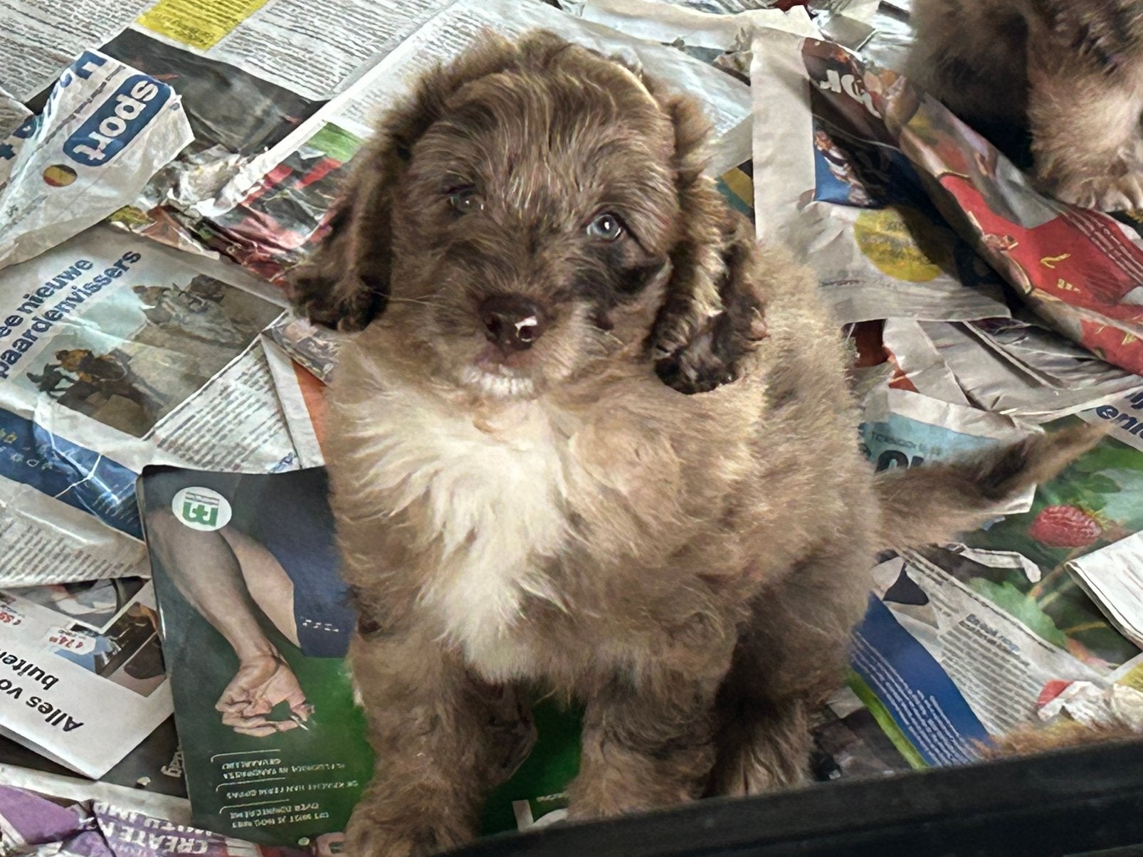Toy Aussiedoodle red merle reu, Poedel, Parvo, België, 8 tot 15 weken