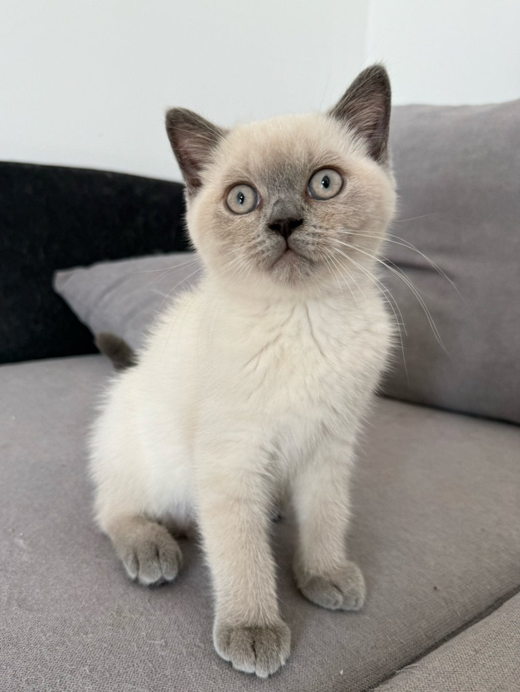 Britse korthaar kittens, Dieren en Toebehoren, Kater, Gechipt, 0 tot 2 jaar