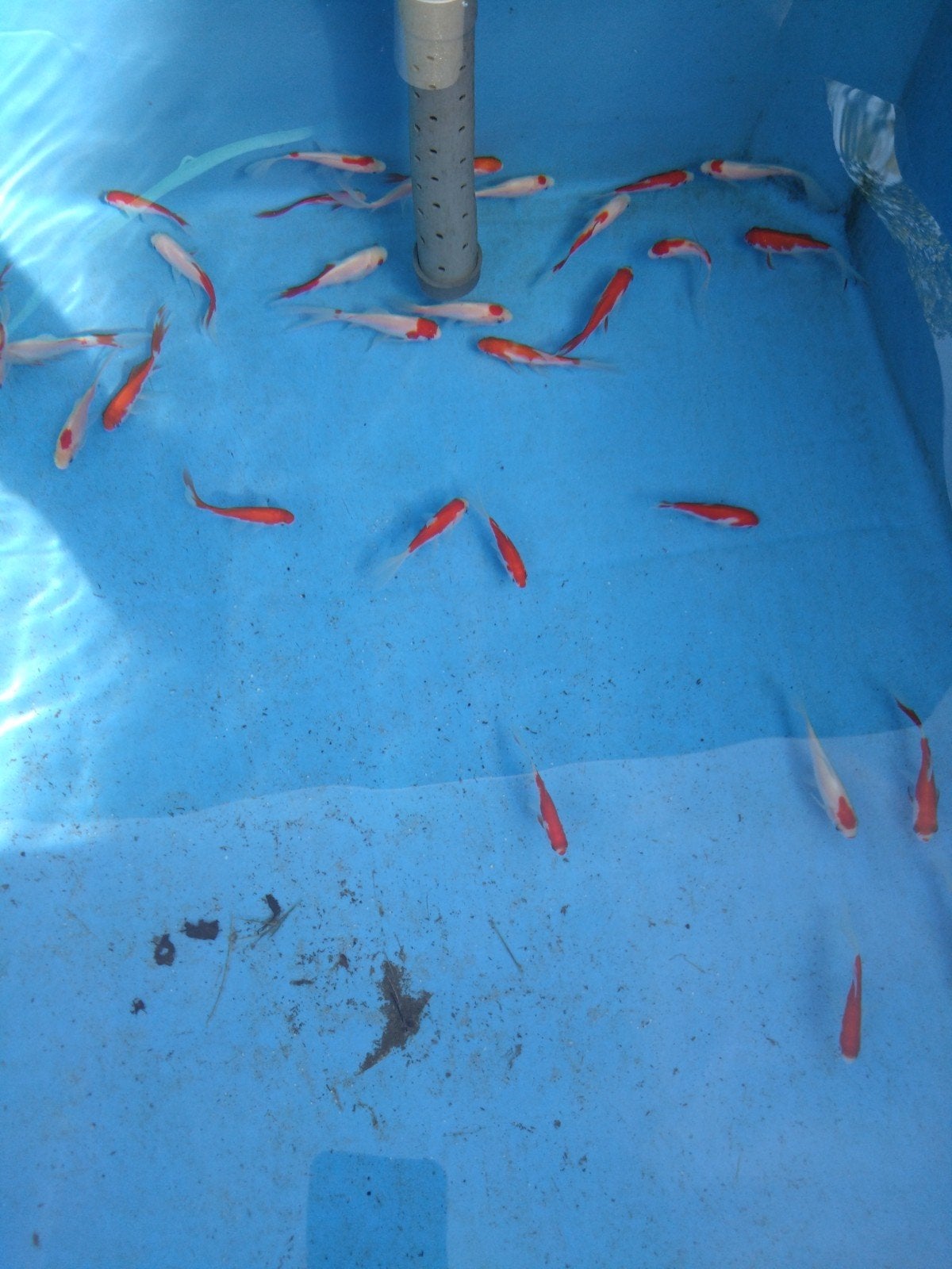 sarasa goudvis 10/12 cm, laatste stuks, 10 voor €25, Dieren en Toebehoren