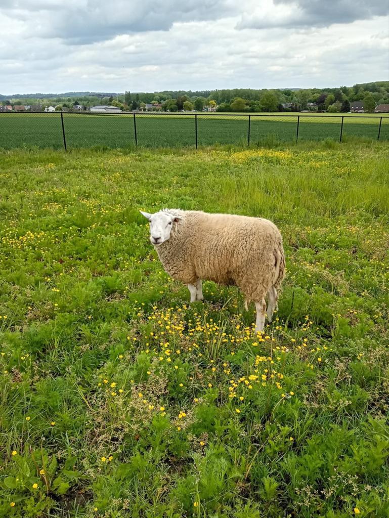 RAM TE  KOOP