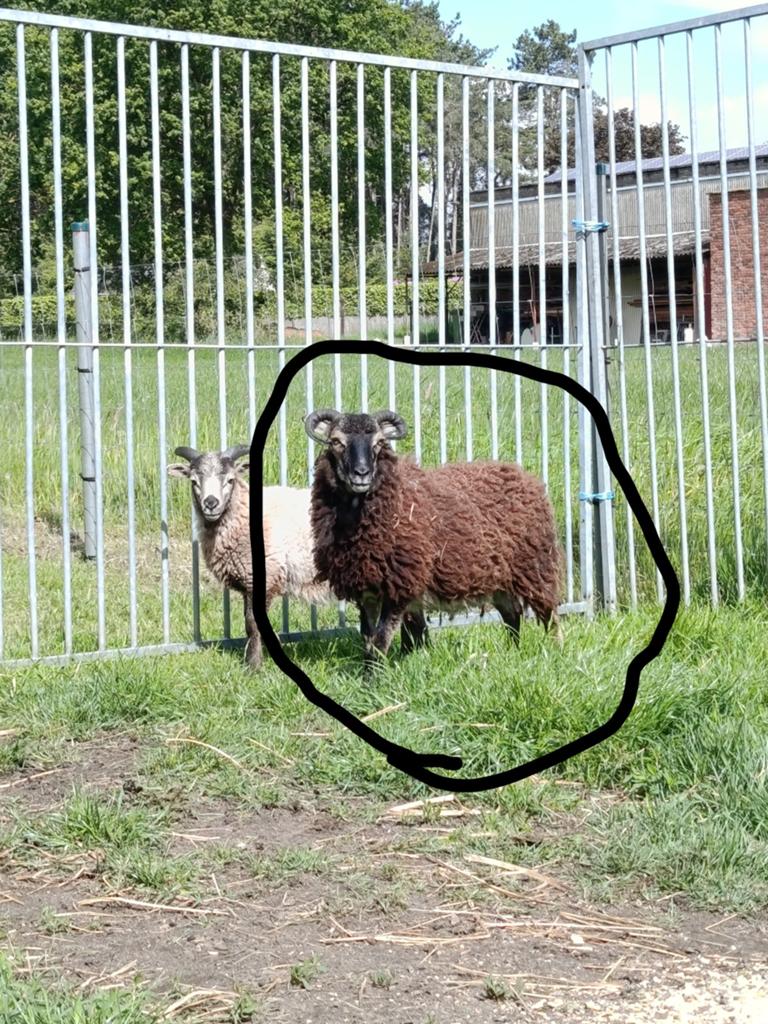Een zeer klein MINI schaapje ( ooi ), Dieren en Toebehoren, Schapen, Geiten en Varkens