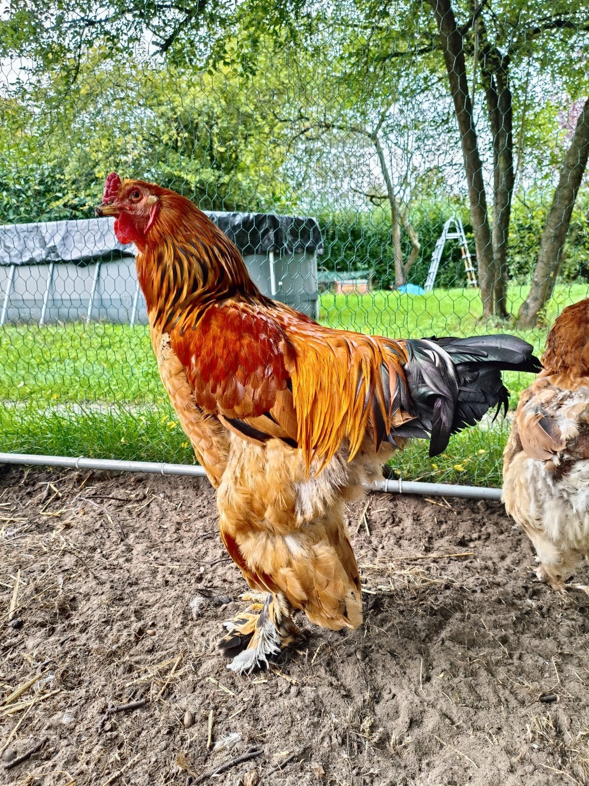 rosse Brahma haan. Goede thuis gezocht, Mannelijk, Kip
