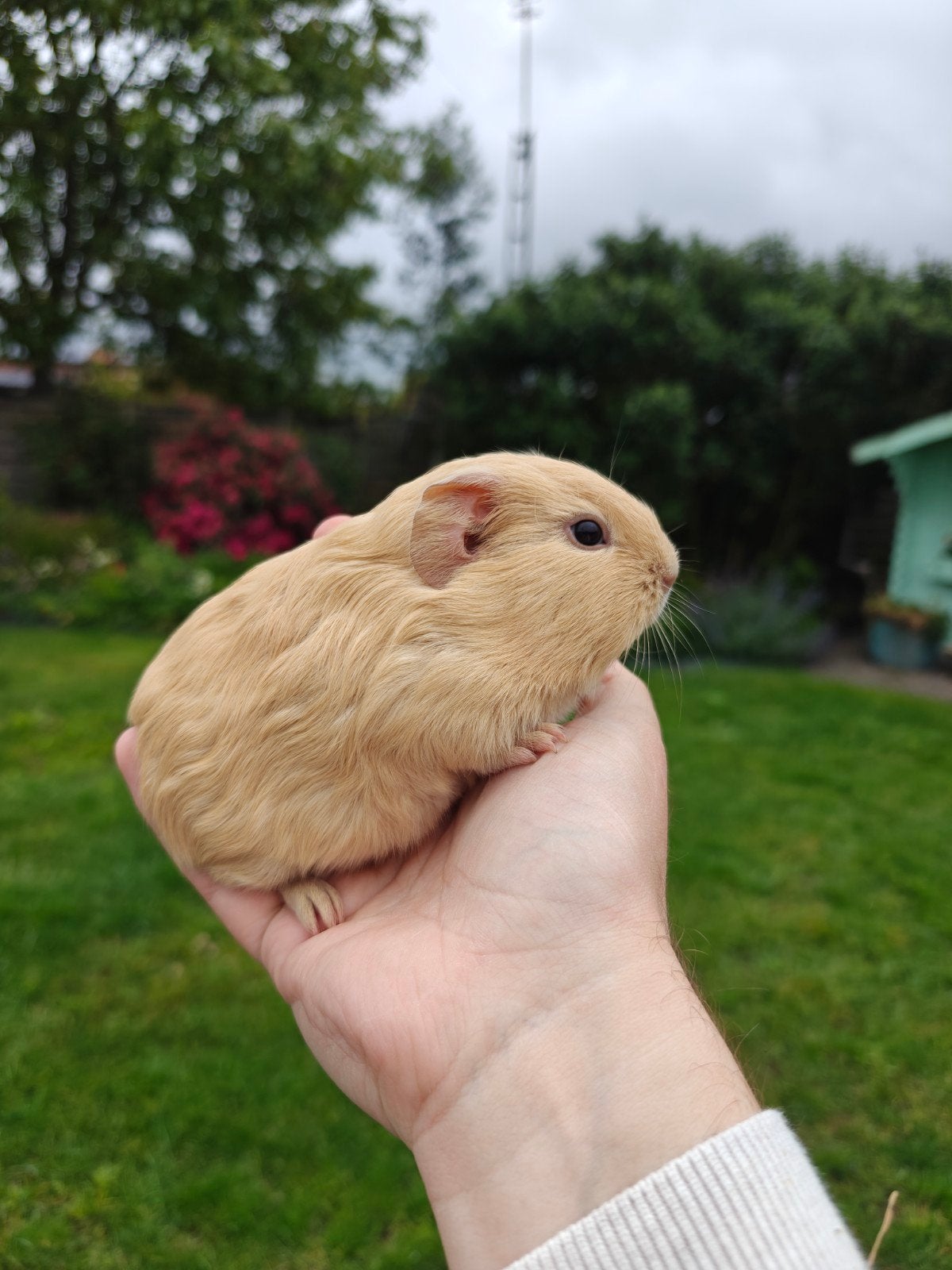 Jonge handtamme gladhaar cavia's, Animaux & Accessoires, Oiseaux | Oiseaux Autre