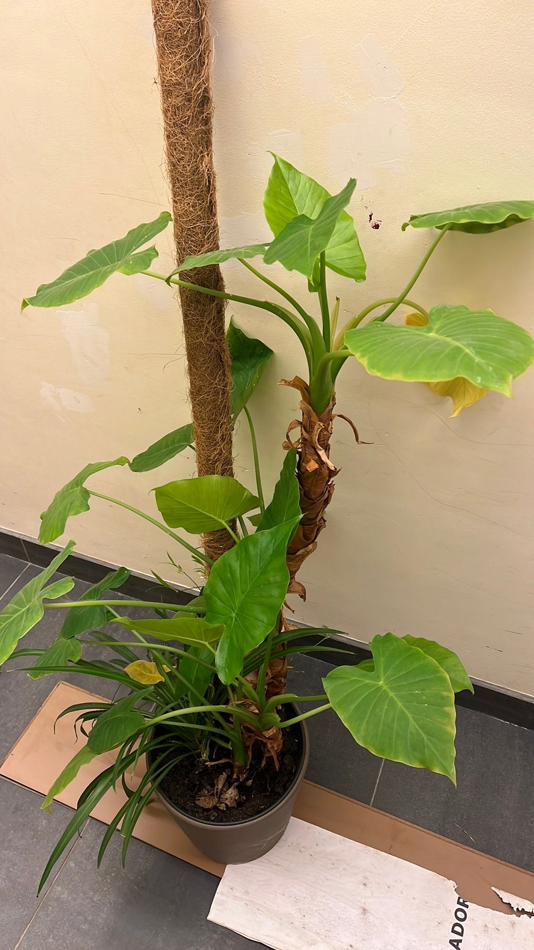 Philodendron?, Huis en Inrichting, Kamerplanten, Ophalen