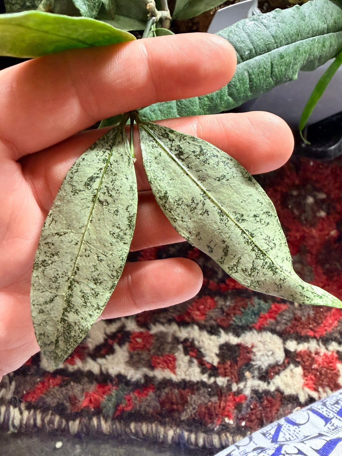 Hoya amicabilis silver, Huis en Inrichting, Ophalen