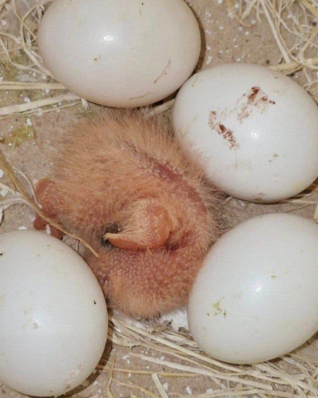 ik ben op  zoek baby's Engels parkieten, Dieren en Toebehoren