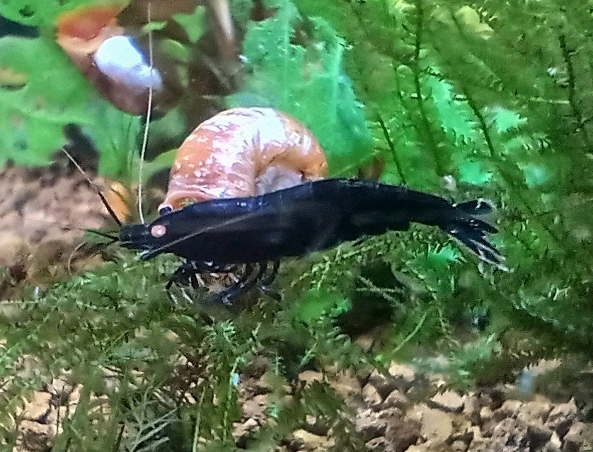 Royal blue orange eye caridina garnalen, Homard, Crabe ou Crevette