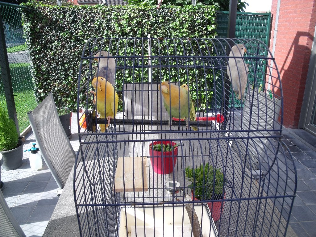 agapornissen, Dieren en Toebehoren