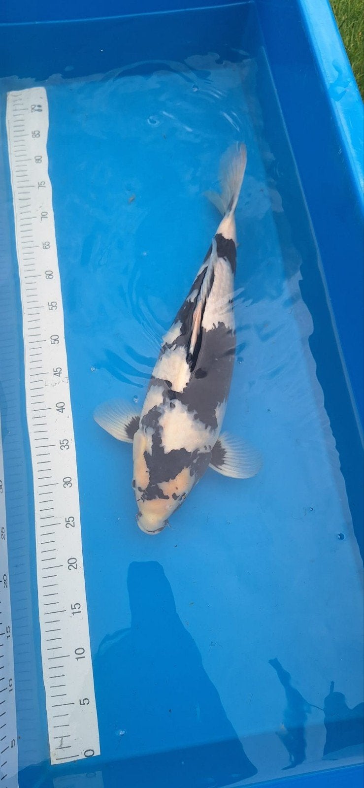 Koi Shiro Utsuri 51 cm