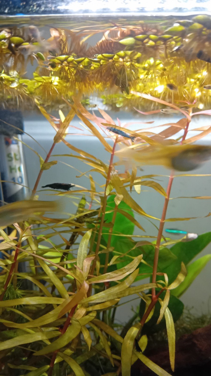 Plante d'aquarium Ludwigia arcuata, par tige, Neuf, Plantes incluses, Enlèvement ou Envoi, Plante(s), Pierre ou Bois