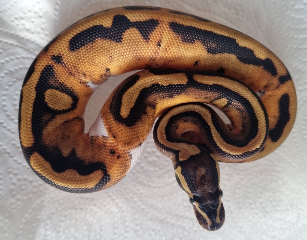 1.0 piebald (blackhead) het lavender albino Ball Python - male for sale from Mex