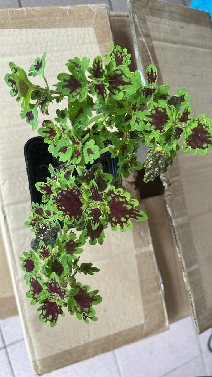 Coleus inky fingers, Autres espèces, Enlèvement ou Envoi, Plante à fleurs, Moins de 100 cm
