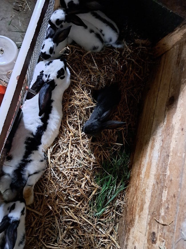 Vlinderkonijnen te koop, Dieren en Toebehoren, Konijnen, Meerdere dieren, Groot, 0 tot 2 jaar