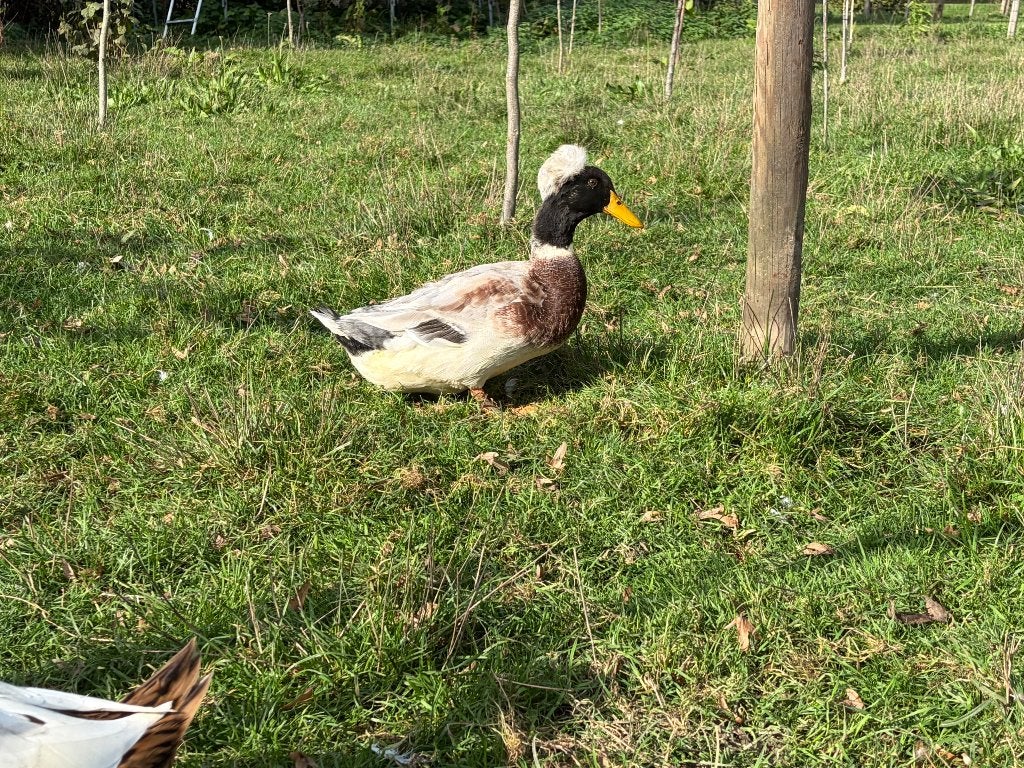 Oud-Hollandse kuifeenden, Dieren en Toebehoren, Mannelijk, Eend