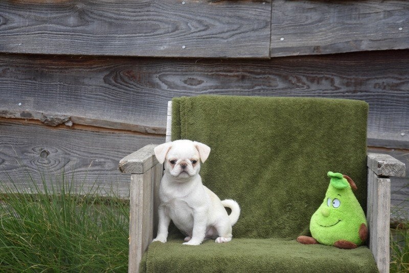 Prachtig Mops pupje, Parvo, België, 8 tot 15 weken, Meerdere