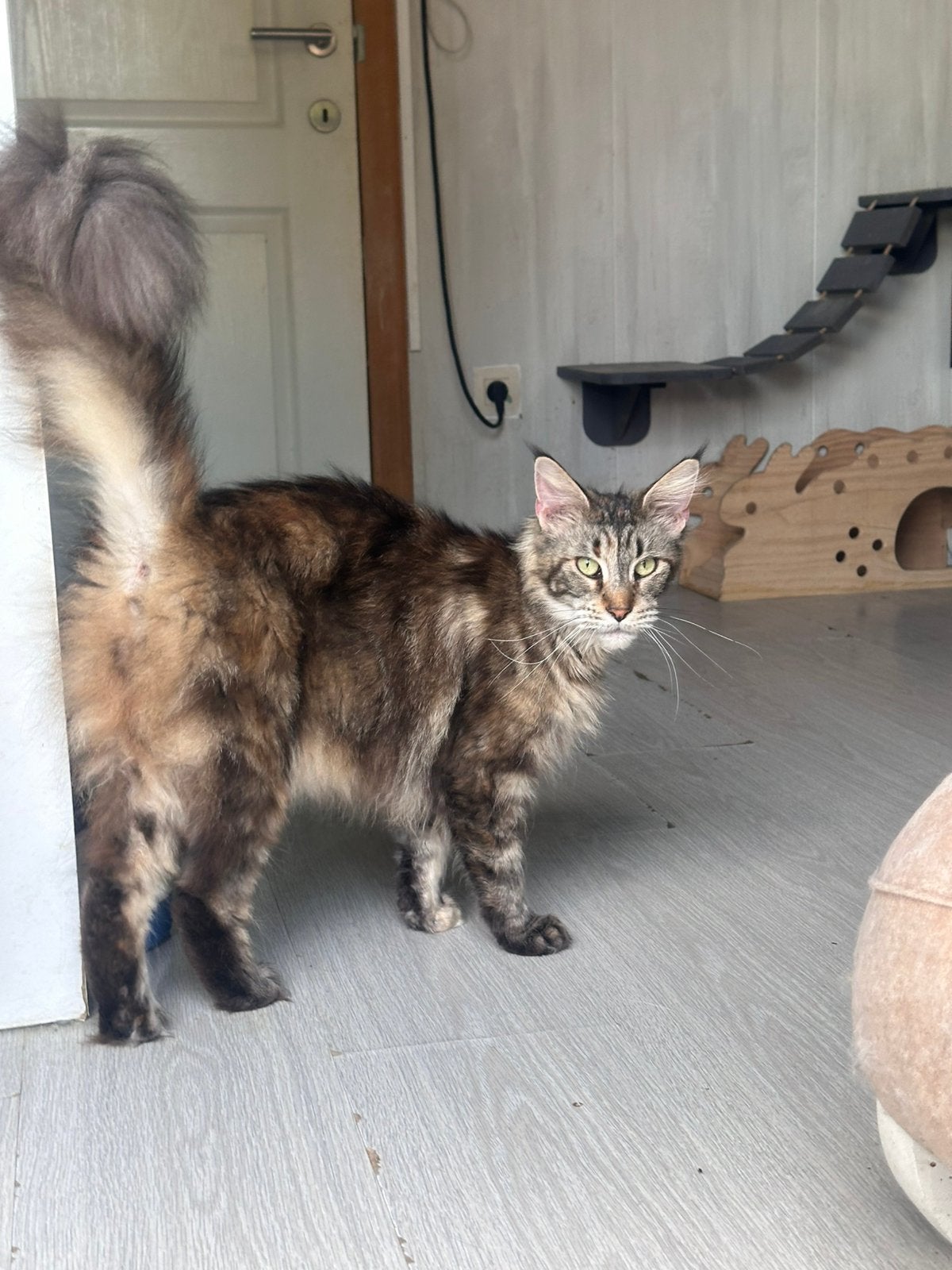 MaineCoon, Dieren en Toebehoren, Katten en Kittens | Raskatten | Langhaar, Poes, Met stamboom, 3 tot 5 jaar