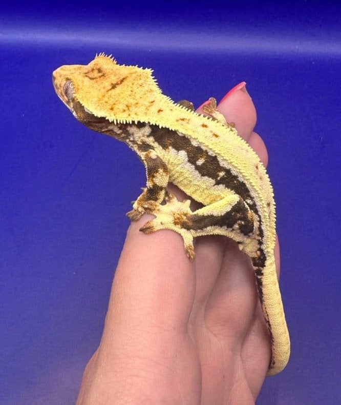 Beurs Houten Sale ! Gecko pour cils 1.0 LW (Waffle 05), Animaux & Accessoires, Autres espèces, 0 à 2 ans