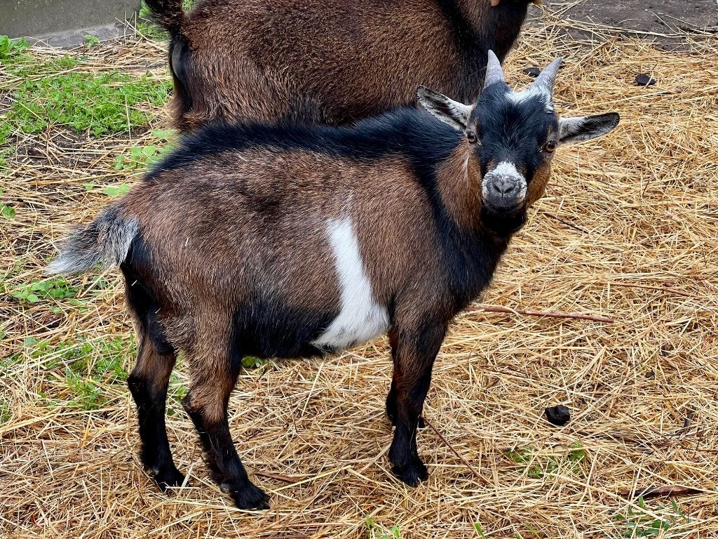 Dwerggeit bokje donkerbruin met wit, Dieren en Toebehoren, Schapen, Geiten en Varkens, Mannelijk, Geit, 0 tot 2 jaar