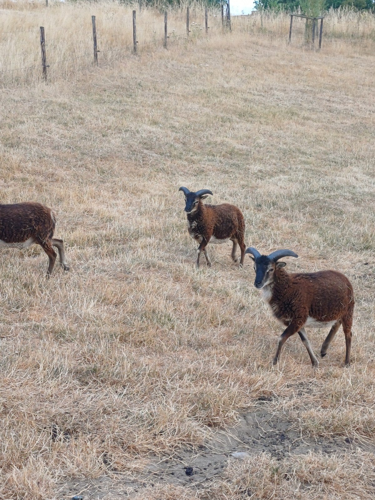 béliers de soay, Mannelijk, Schaap, 0 tot 2 jaar