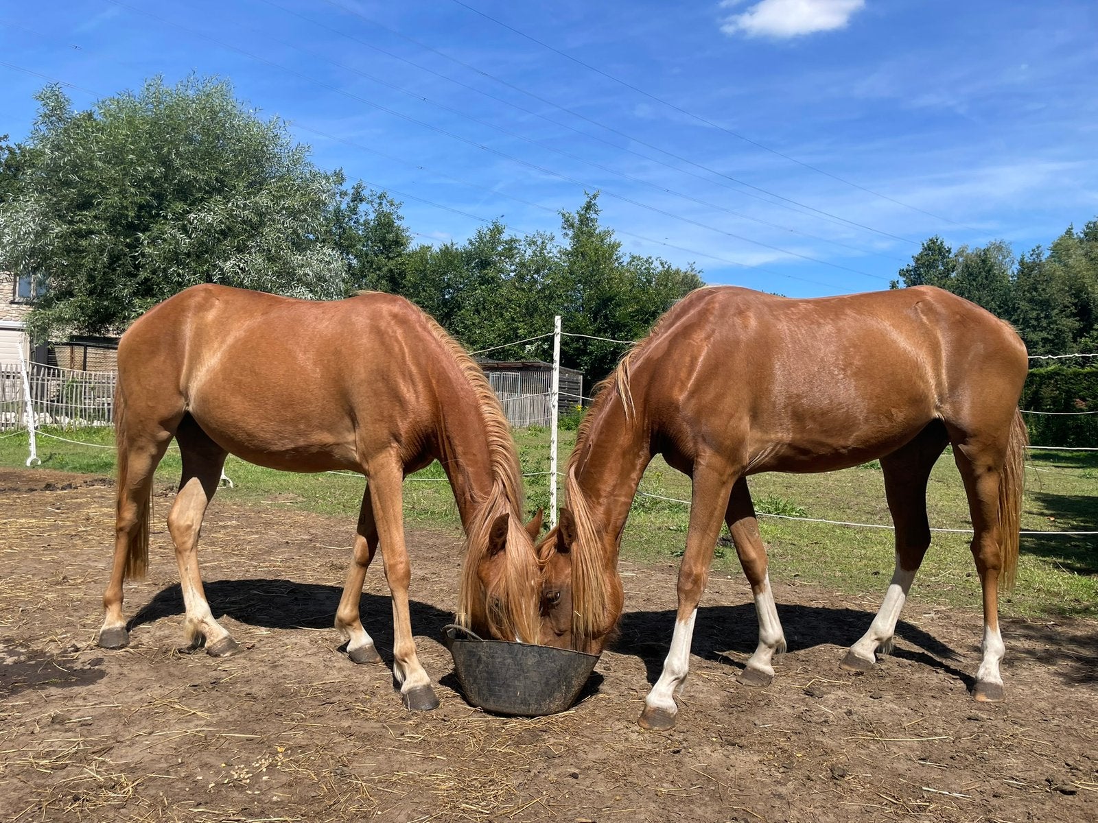 Twee halfzusjes zoeken een nieuwe thuis  (samen of apart), Poney B (1.17 m à 1.27 m), Avec puce électronique, Poney de récréation