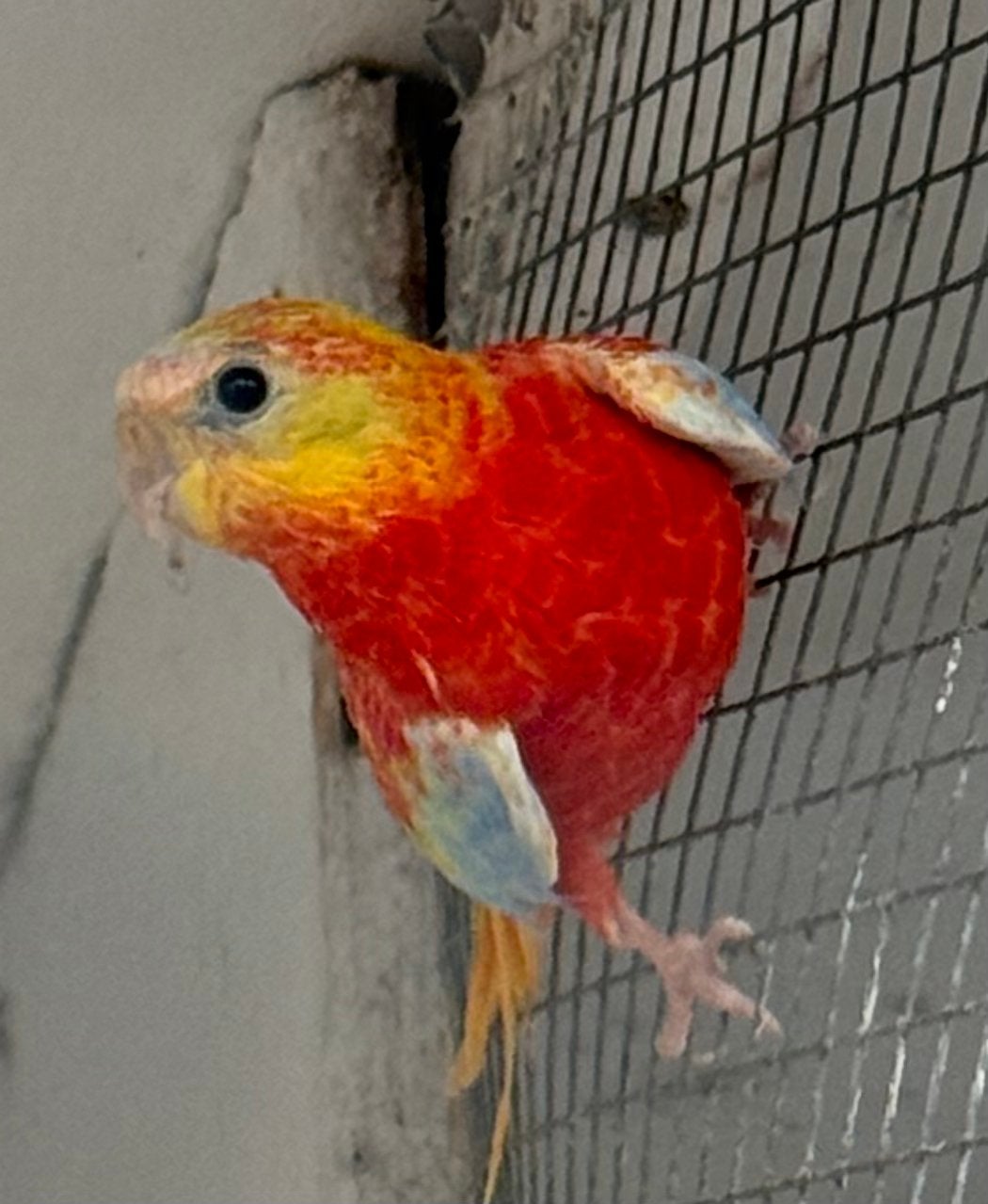 Jonge Rode turquoisine te koop, Plusieurs animaux, Perruche, Bagué