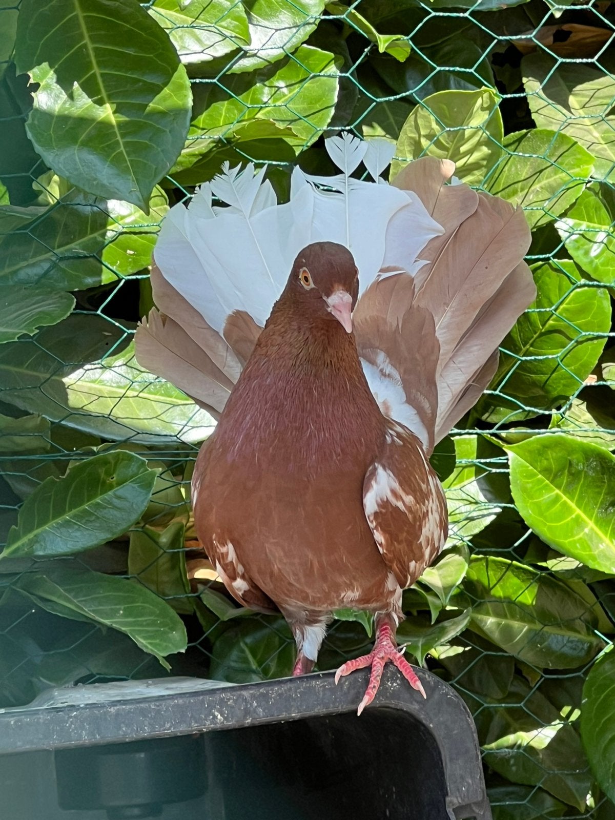 Mooi pauwstaart, Dieren en Toebehoren, Vogels | Duiven