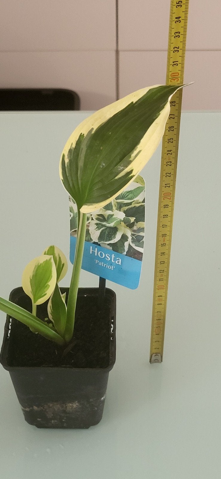 Hosta Patriot, Enlèvement