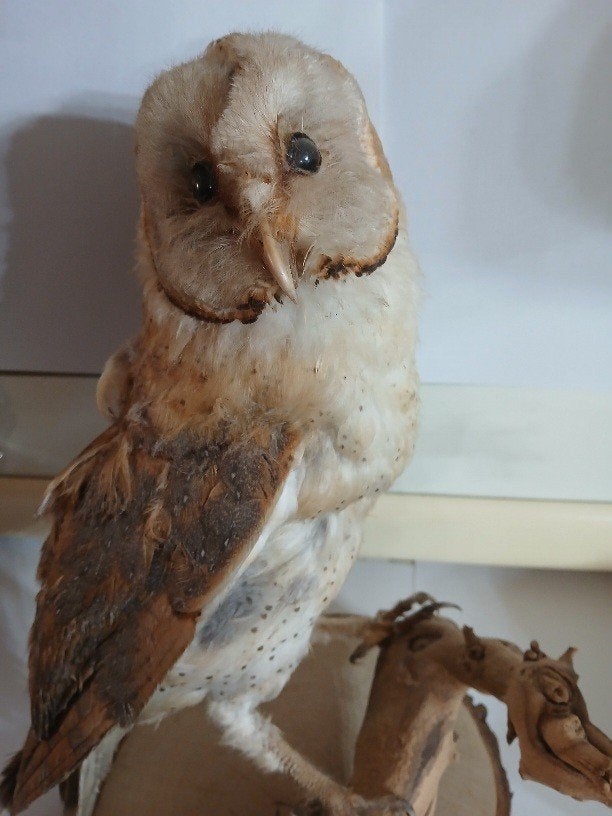 Taxidermy, Verzenden, Nieuw, Vogel, Opgezet dier