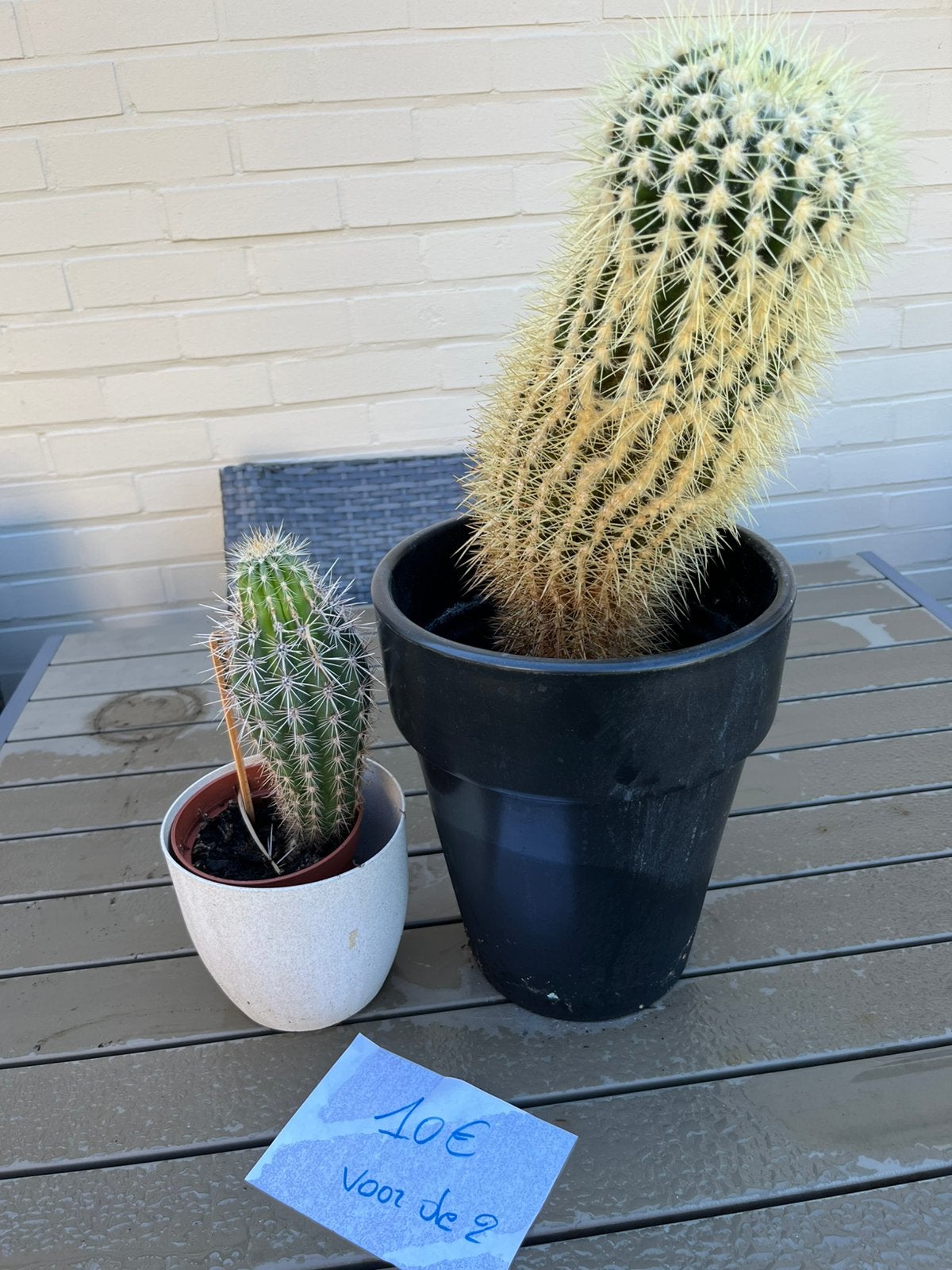 Cactus 2 en kamerplant 10 euro de foto, Tuin en Terras, Ophalen