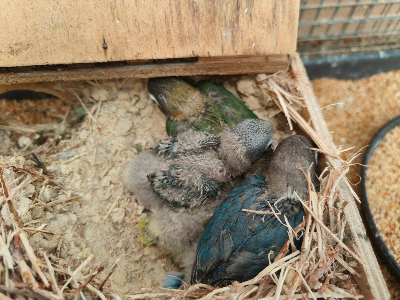 nestje personata, Dieren en Toebehoren
