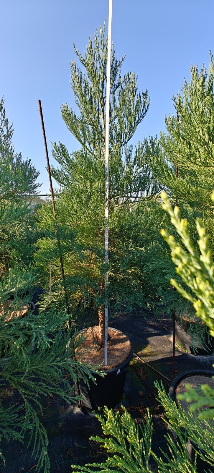 sequoia giganteum mammoetboom, Ophalen, In pot