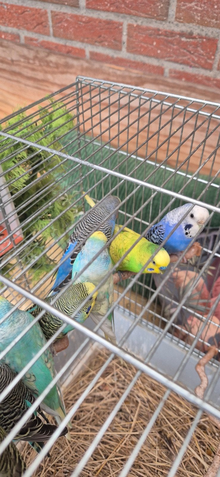 vogels / parkieten