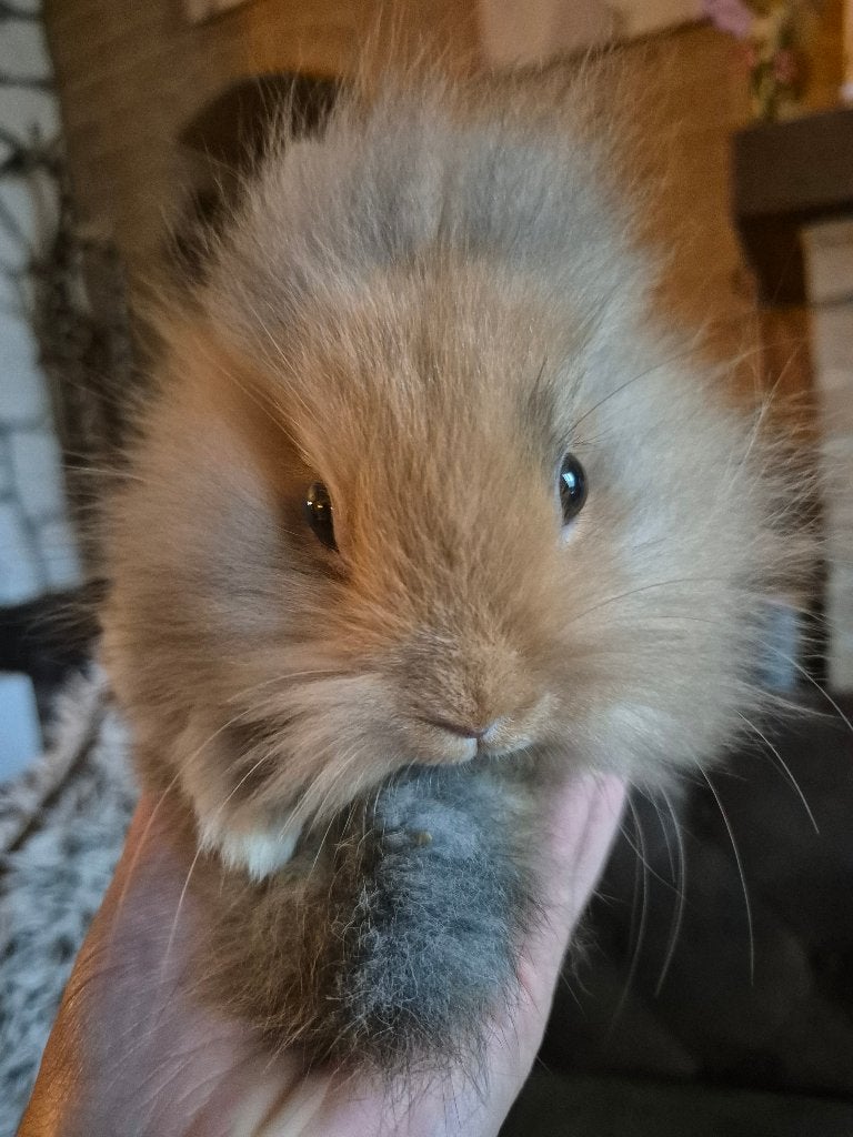 Lapins nains, Plusieurs animaux, Nain, 0 à 2 ans