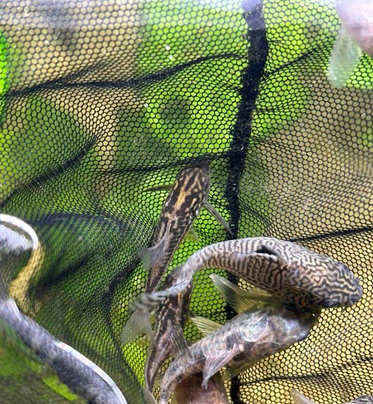 corydoras, Dieren en Toebehoren