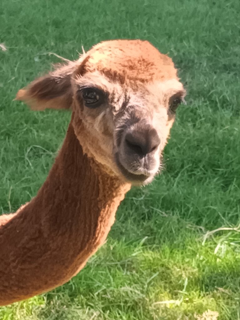 alpaca merrie, Animaux & Accessoires, Septembre, Femelle