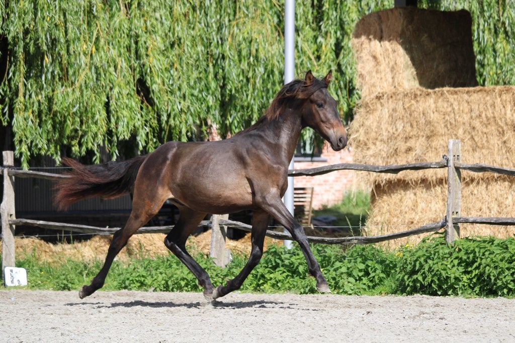 Prachtige PRE hengst 1 jaar - stabiel type - top bewegingen, Dieren en Toebehoren, Met stamboom, Niet van toepassing, 0 tot 2 jaar
