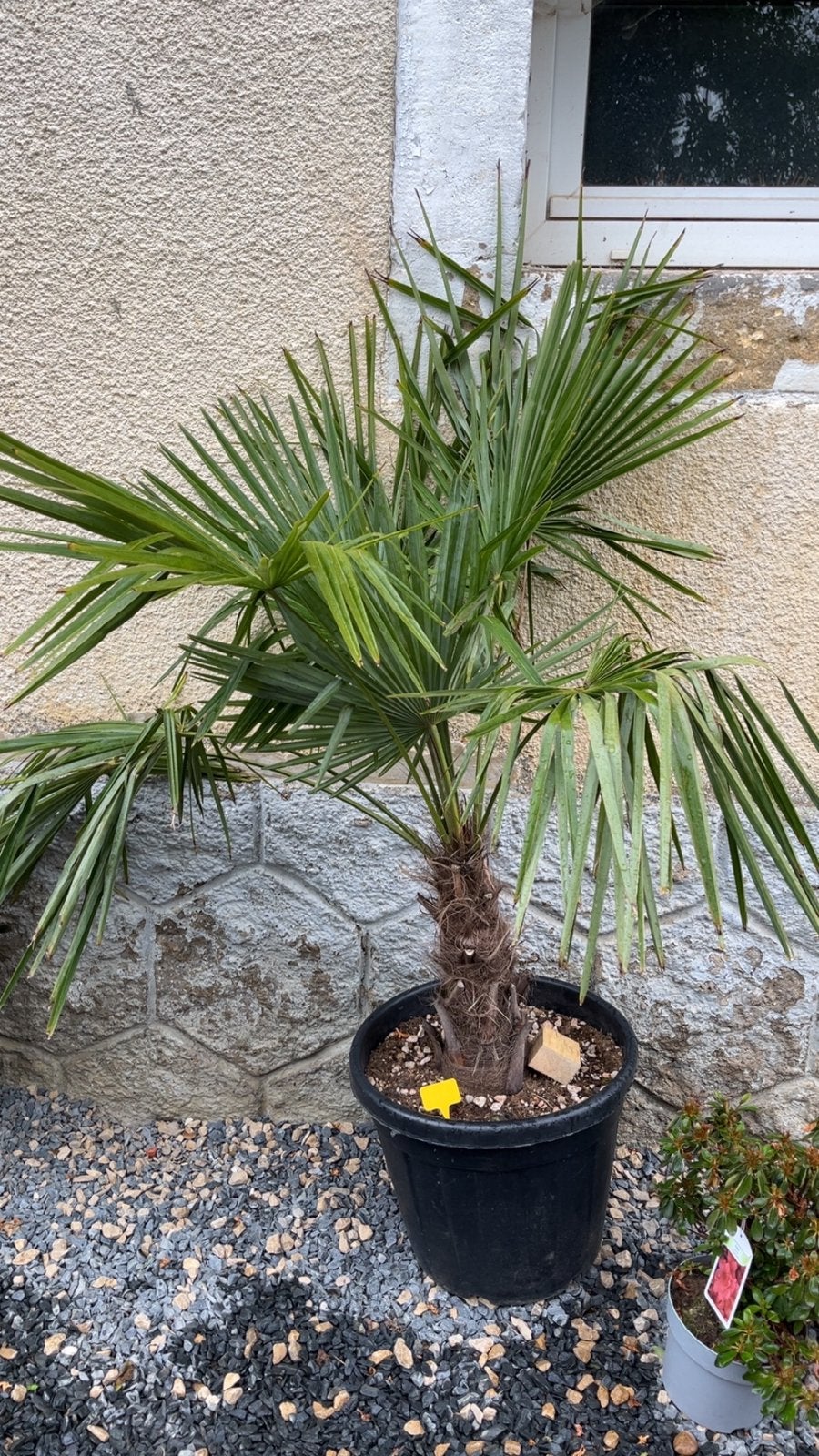 Palmier Trachycarpus Fortunei – Très beau sujet rustique, Jardin & Terrasse, Plantes | Arbres, Enlèvement ou Envoi, Palmier