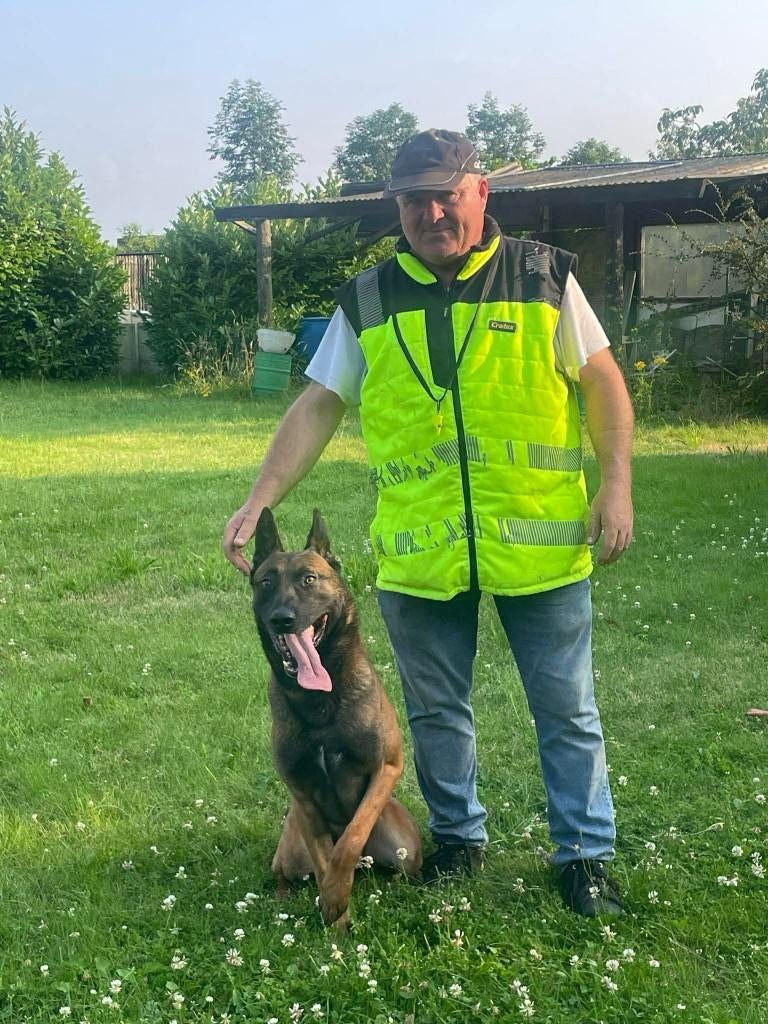 mechelse herder reu sta ter dekking, Animaux & Accessoires, Chiens | Bergers & Bouviers, 3 à 5 ans, Chien (mâle), Hépatite contagieuse (maladie de Rubarth)