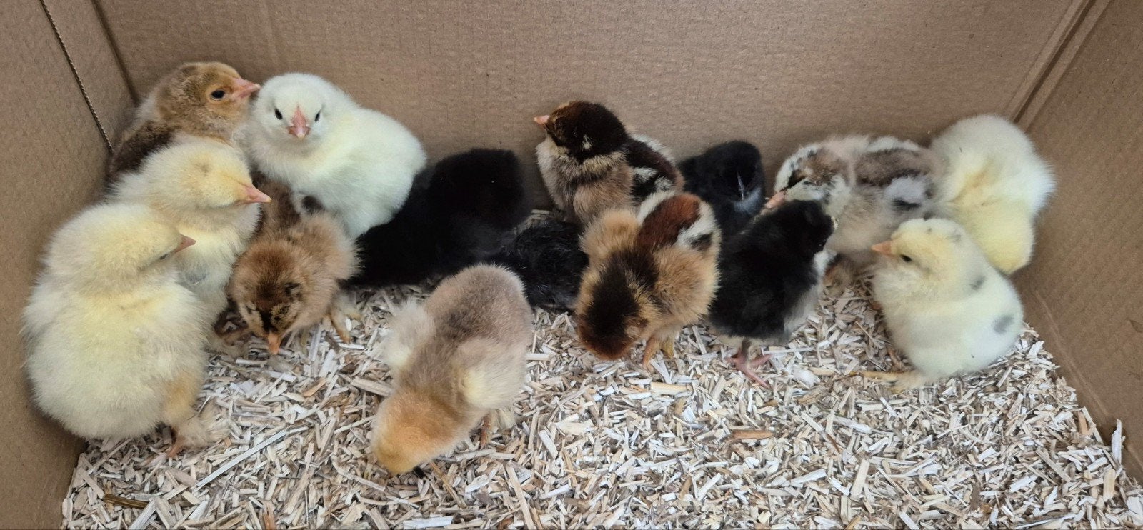 Brahma kuikens te koop, Dieren en Toebehoren