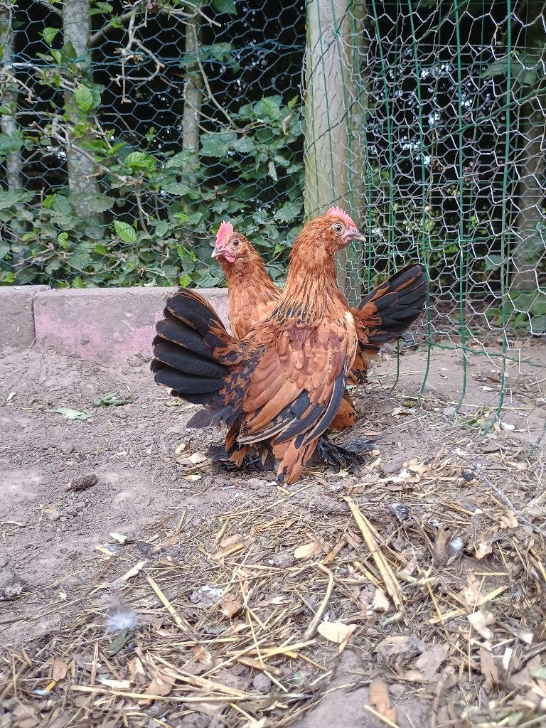 Gebaarde Sabelpootkiel haan/ haantjes/ hanen te koop, Mannelijk, Kip