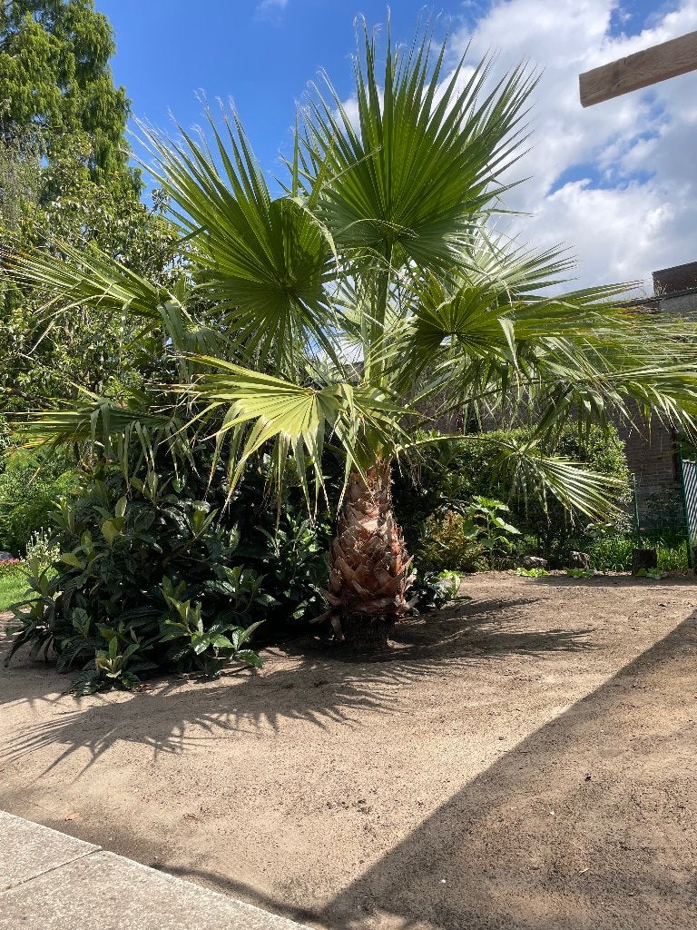 Reuze palm, Tuin en Terras, Planten | Tuinplanten, Vaste plant, Overige soorten, Volle zon, Zomer, Ophalen