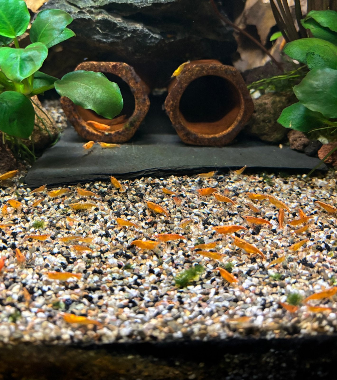Uitdunnen kweekgroep orange neocaridina garnalen, Dieren en Toebehoren, Kreeft, Krab of Garnaal, Zoetwatervis, Schoolvis
