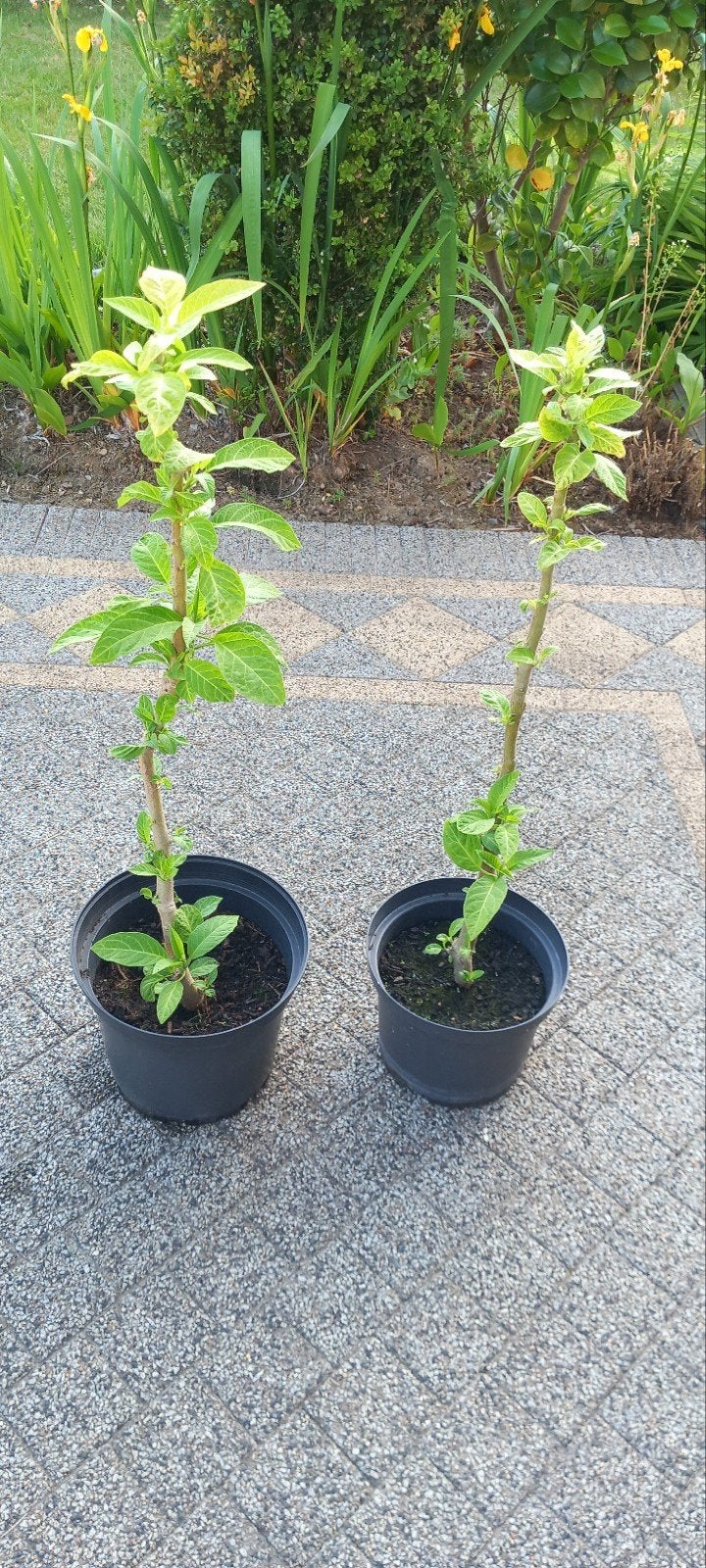 Trompette ange jaune Brugmansia Datura 80 cm, Jardin & Terrasse, Enlèvement, Été, Plante fixe, Plein soleil