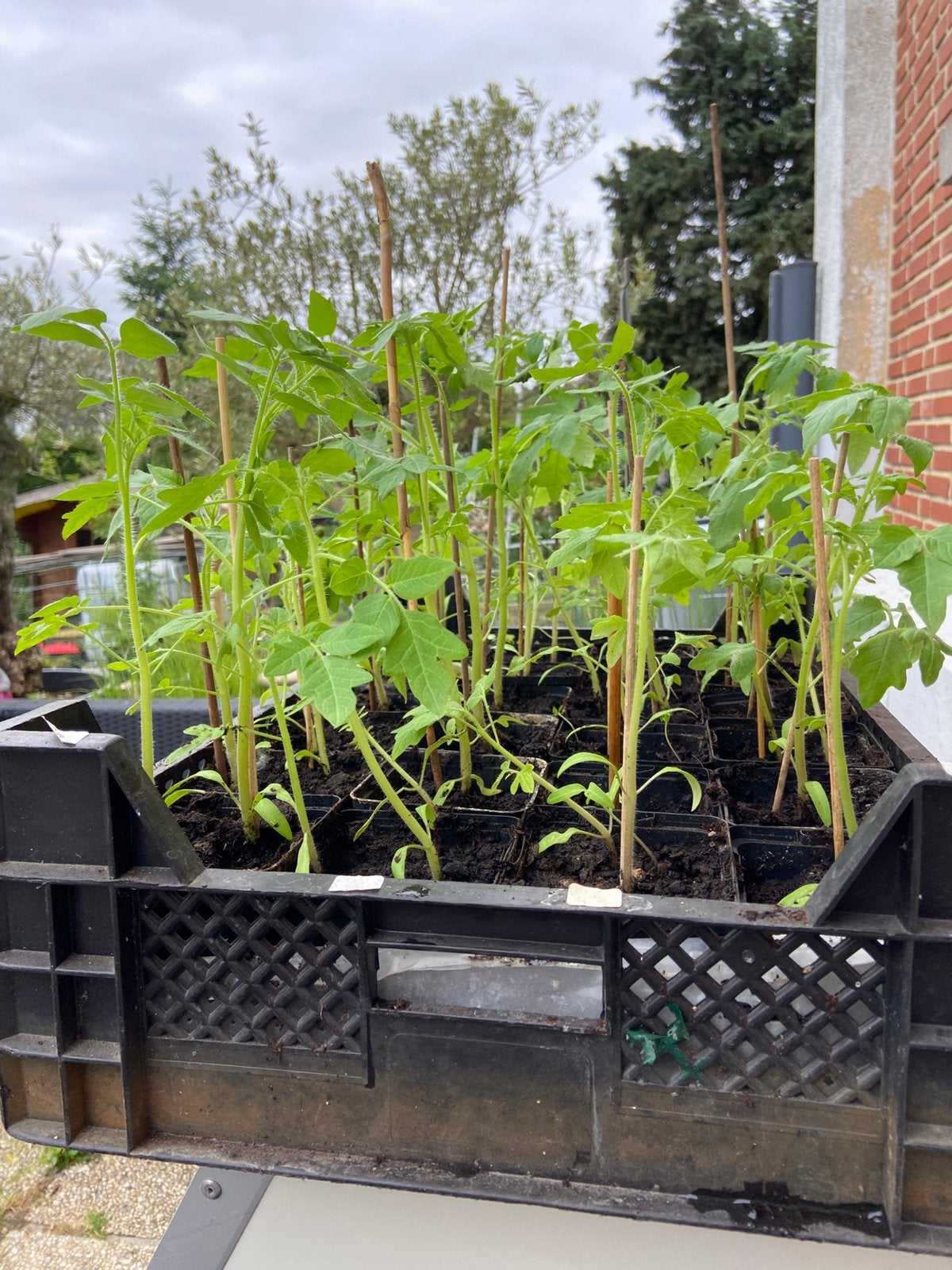 Plantes de tomates, Enlèvement