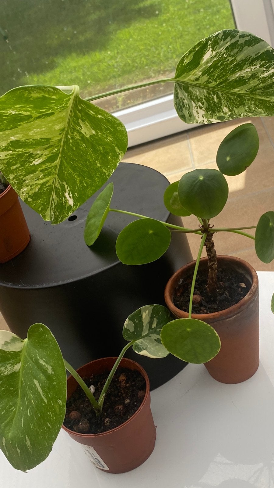 Monstera Variegata, Thai Constellation & Pannenkoekenplant, Maison & Meubles, Enlèvement
