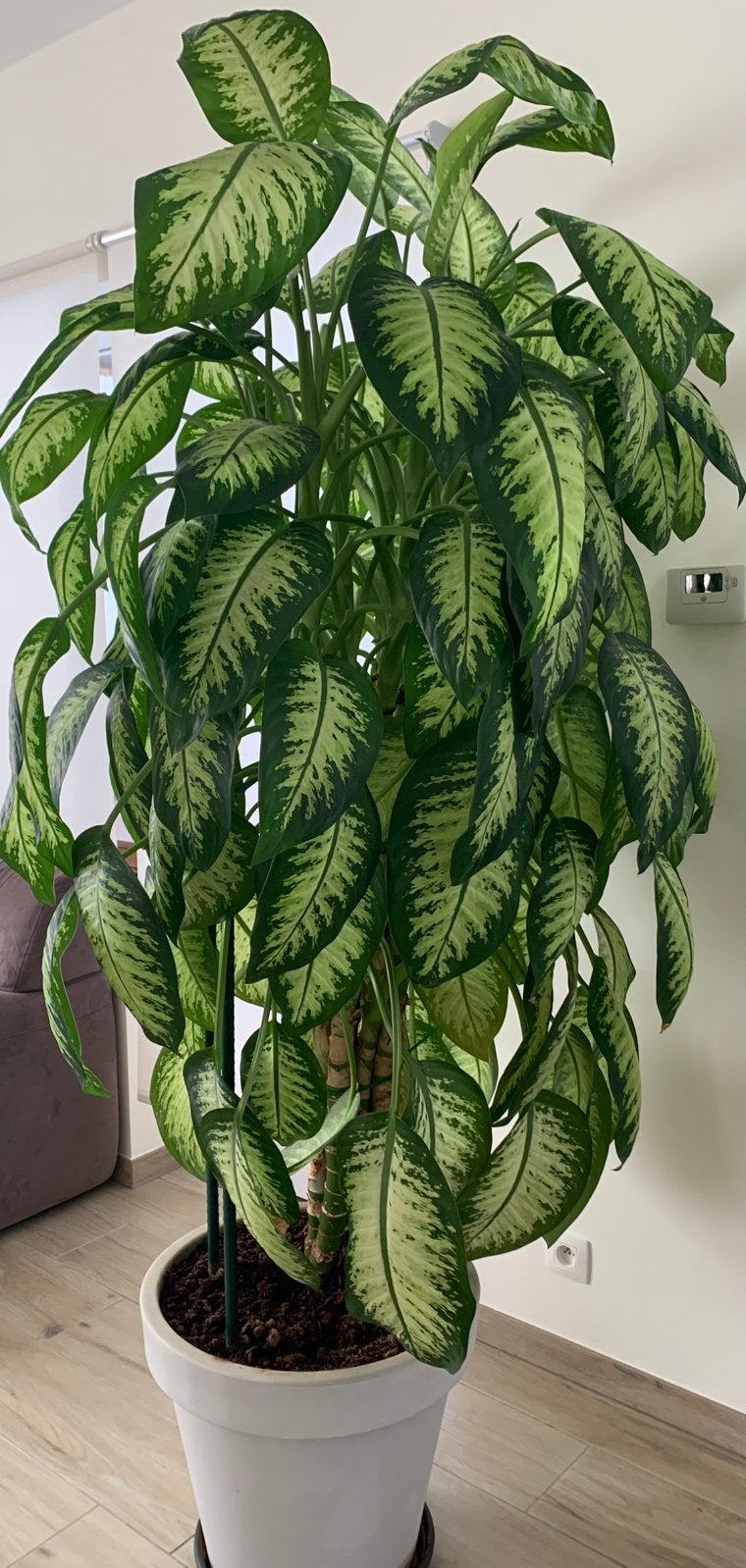plante Dieffenbachia, Maison & Meubles, Plantes d'intérieur, Enlèvement
